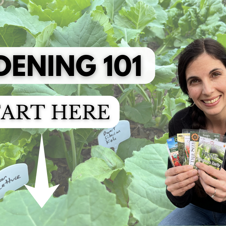 Beginner gardening 101